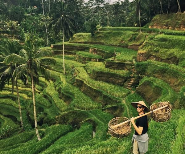 Tegalalang Rice Terrace2